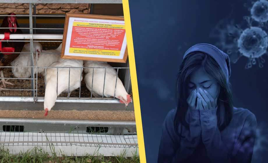 Ny typ av fågelinfluensa upptäckt i Kina – överförs till människa