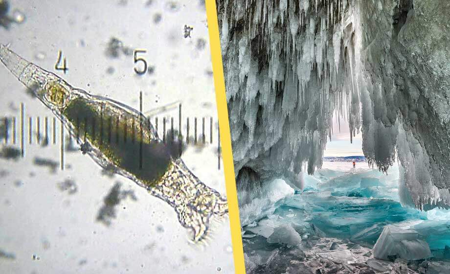 Forskare återupplivade organism som varit fryst i 24 000 år