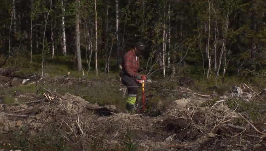 Thailändska skogsarbetare till Sverige trots hög arbetslöshet