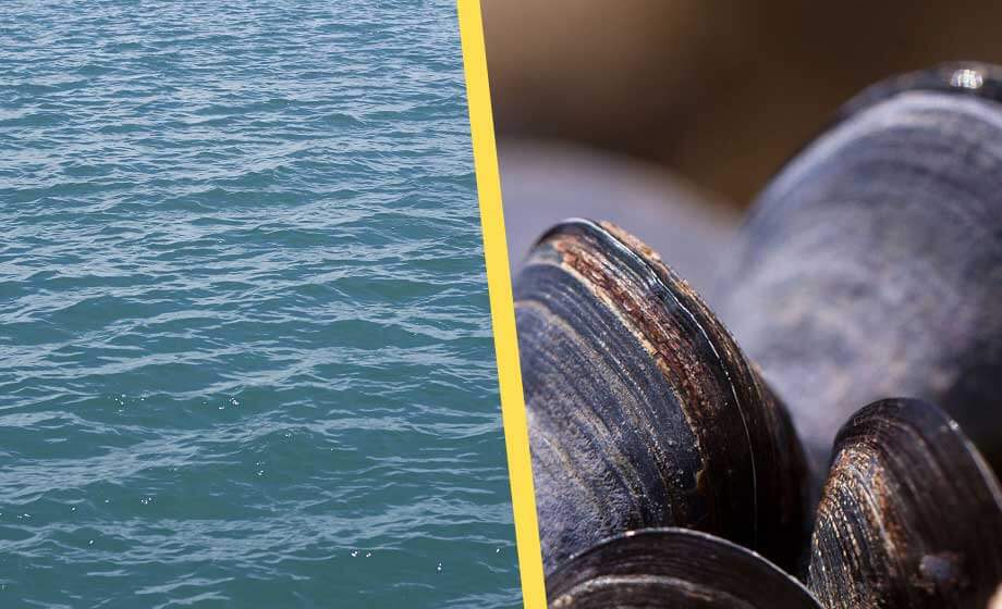 Japans alltför rena havsvatten leder till musseldöd