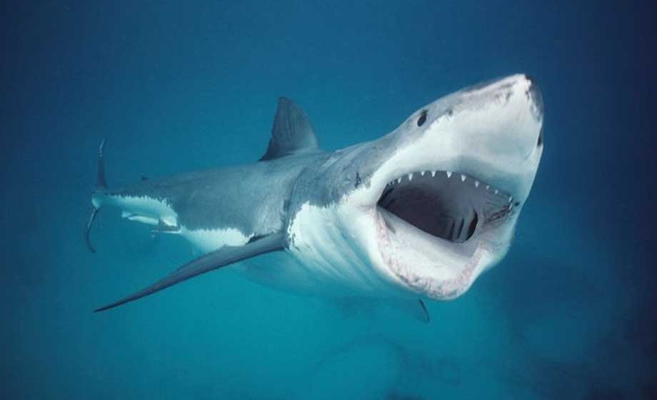 Hajattack blir ”negativt möte” – nyspråk ska öka förståelsen för rovdjuren