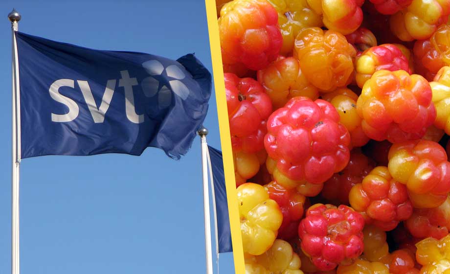 Statstelevisionen varnar för hjortronutrotning: ”Klimatförändringarna orsaken”