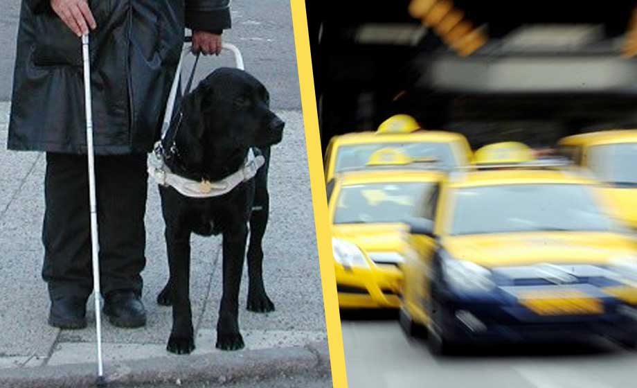 Färdtjänsten kritiseras – synskadade med ledarhund nekas resa