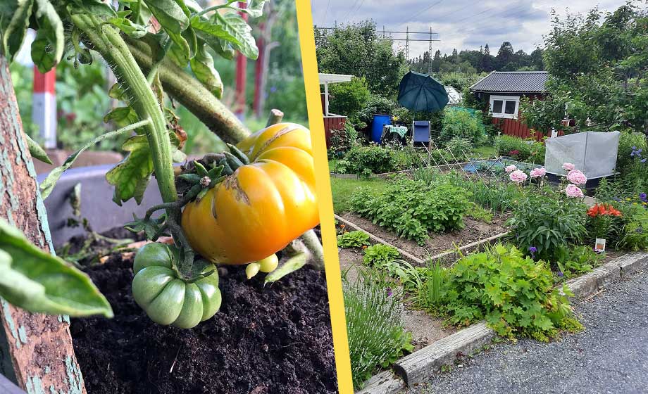 Kommunens lösning på stölder i odlingar: odla inte