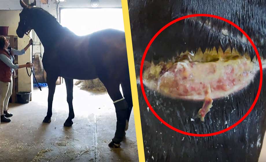 Madeleine hittade sina hästar knivskurna i hagen – ”Jag bara grät”