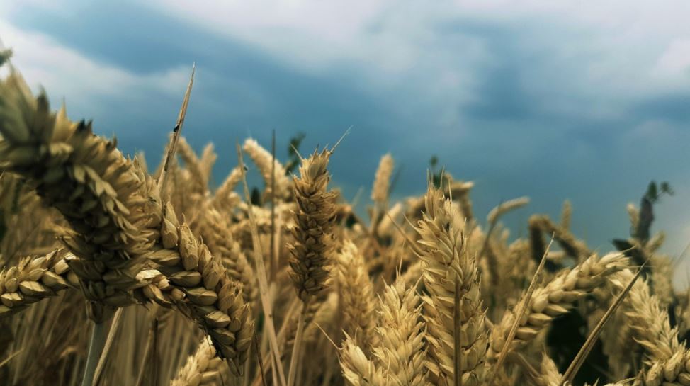 Prischock på matvaror – 40 procents ökning på ett år