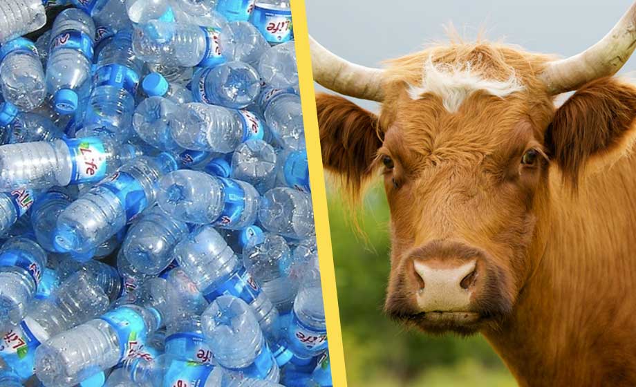 Mikrober i magen på kor kan bryta ner plast