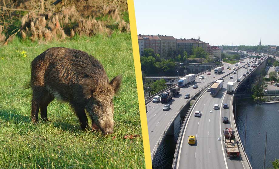 Större klimatpåverkan från vildsvin än en miljon bilar