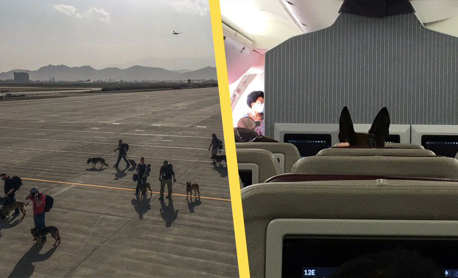 Muslimsk ilska när USA evakuerar hundar istället för afghaner