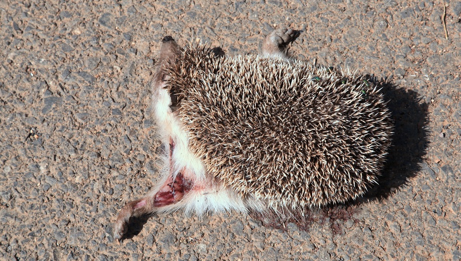 Flera attacker mot igelkottar i Växjö