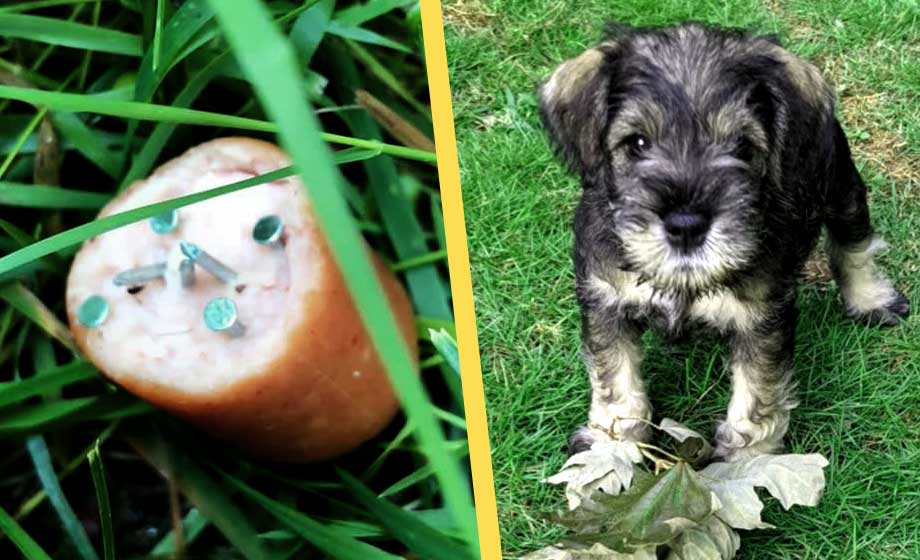 Djurplågare lägger ut mat med spik och råttgift vid badplatser