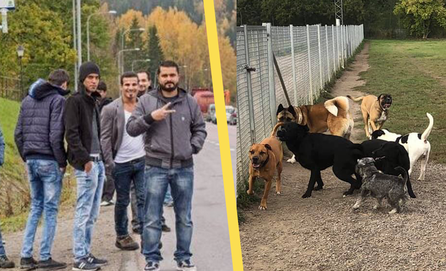 SD vill integrera invandrare genom hundgårdar