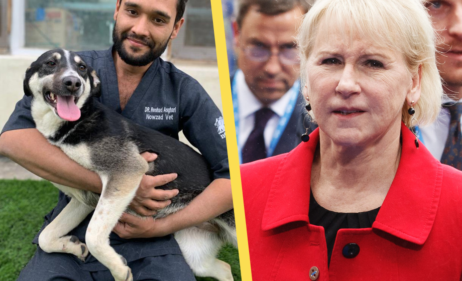 Margot Wallström (s) ursinnig när hundar räddas från Afghanistan