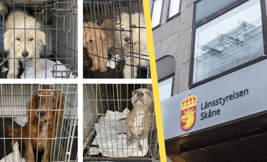 Beslutet: 14 hundar avlivas – trots att förening vill ta hand om dem