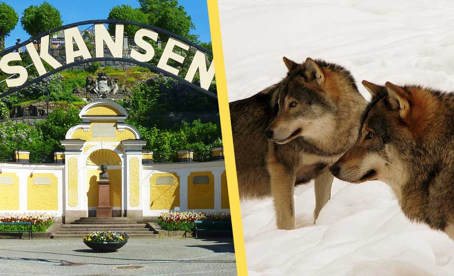 Skansen avlivar samtliga djurparkens vargar