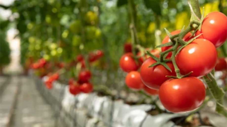 Dubblad elnota för tomatodlare – två miljoner i månaden