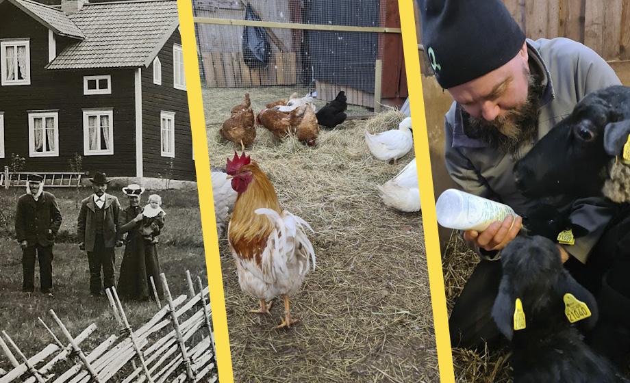 Efter 160 år – nu hotas Eriks bondgård av nya miljöregler: ”De är miljöaktivister som har en agenda”