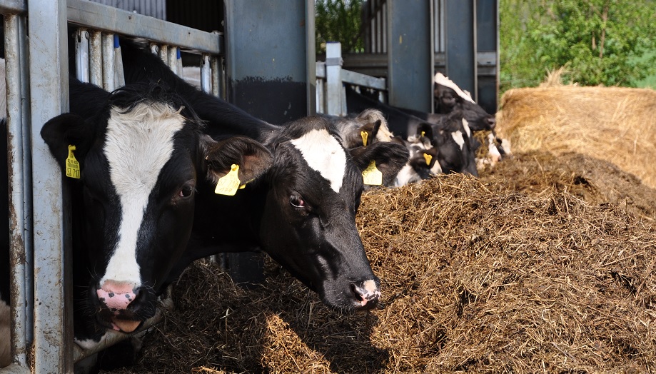 Höga el- och bensinpriser riskerar sänka hans jordbruk