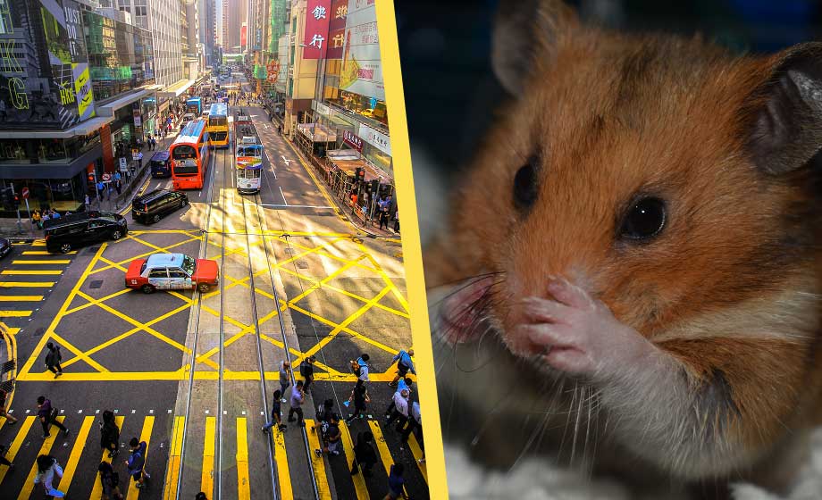 Tusentals hamstrar avlivas – uppmanas inte pussa sina husdjur