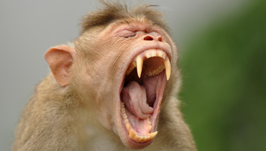 Stannade för att hjälpa kraschad transport med försöksdjur – insjuknade