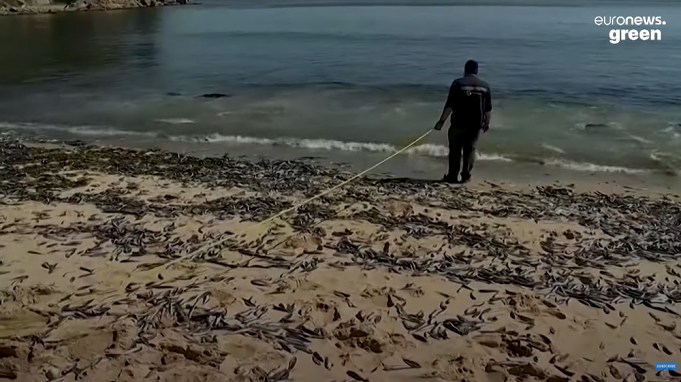 Mystisk massdöd bland fiskar förbryllar forskare