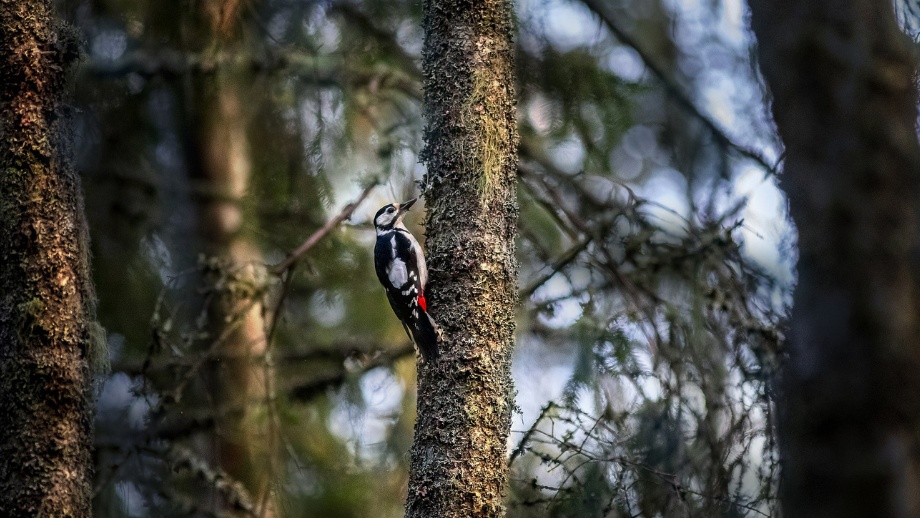 EU-dom: Skogsägare måste räkna varenda fågel före avverkning