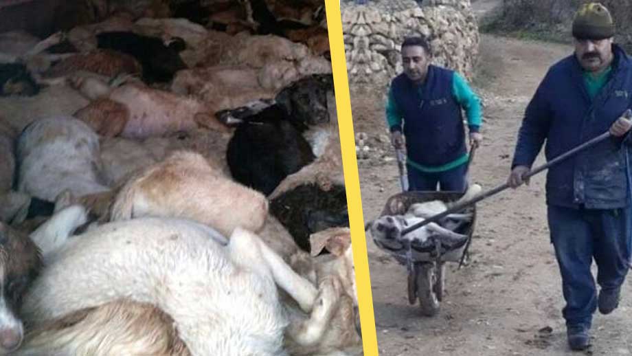 Brutala scener när hundar massutrotas i Turkiet – på order från Erdogan