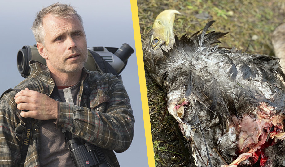 Ornitologer kräver: Börja riva vindkraft och rädda Sveriges örnar