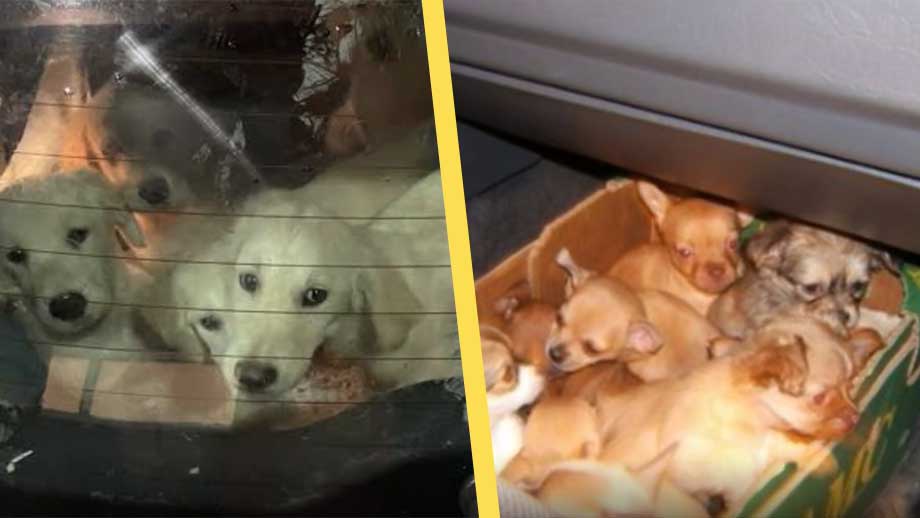 Ökad våg av smuggelhundar: ”Det är inte djur i deras ögon, bara pengar”