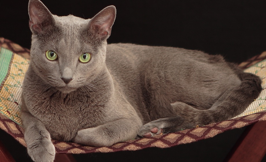 Ryska katter portas från internationella utställningar