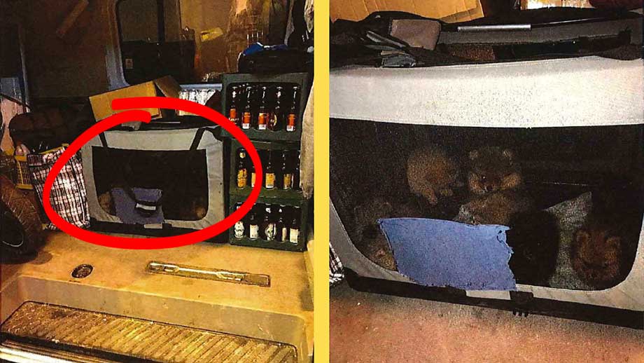 Dejan, Justas och Gabriele åtalas för grov hundsmuggling