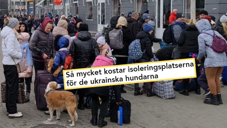 SR besvärade över flyktinghundar: ”Kostar staten 60 000 kronor”