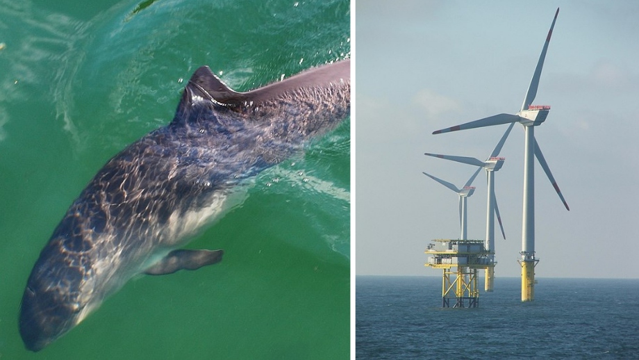 Forskare varnar: Vindkraftverk i havet kan skrämma bort utrotningshotad val
