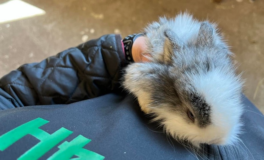 4H-gård efterlyser stulen kaninunge