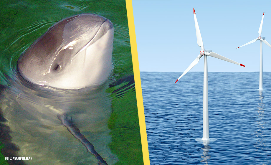 Vindkraft till havs tvingar akut hotad valart att fly