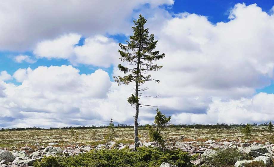 Världens äldsta träd är svenskt – och växer fortfarande