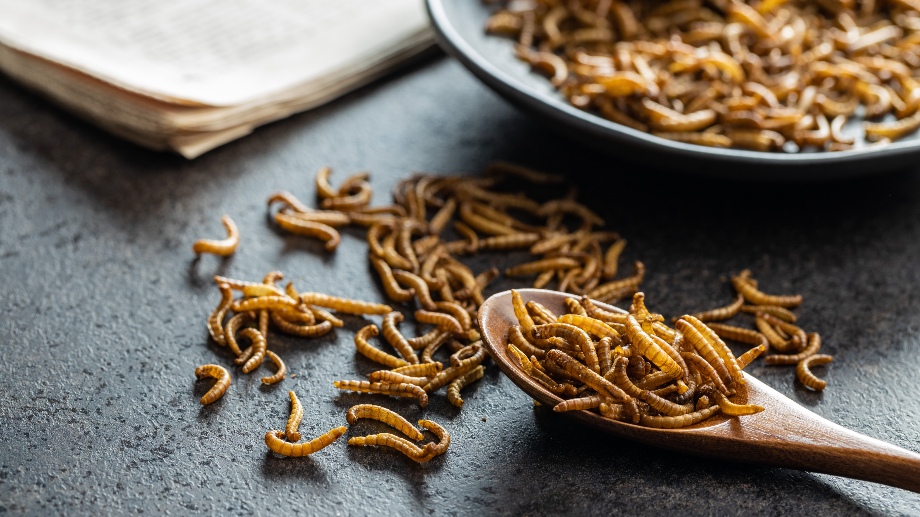 Elever erbjuds insekter som skolmat – för miljöns skull