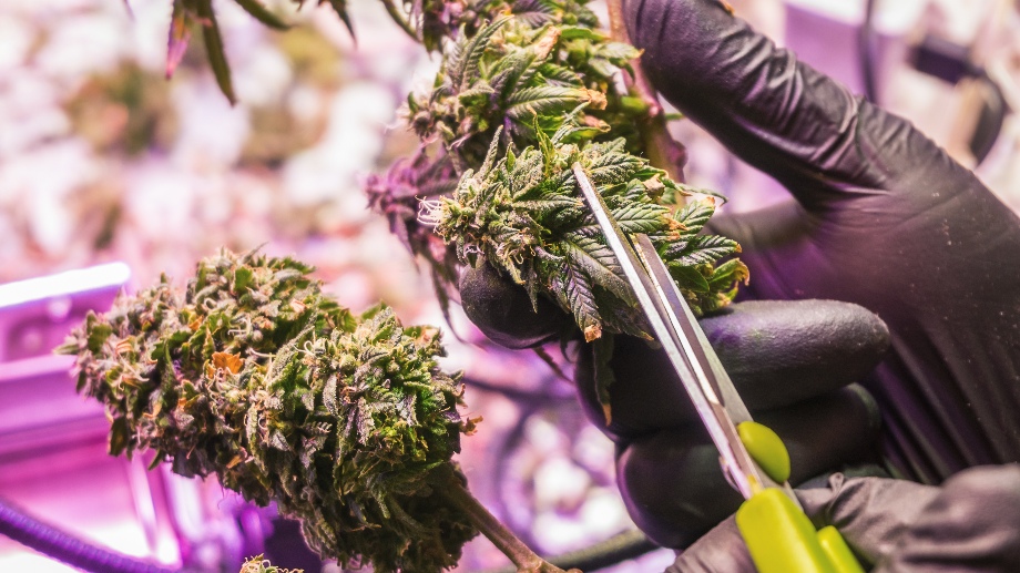 Cannabis legaliseras i Thailand