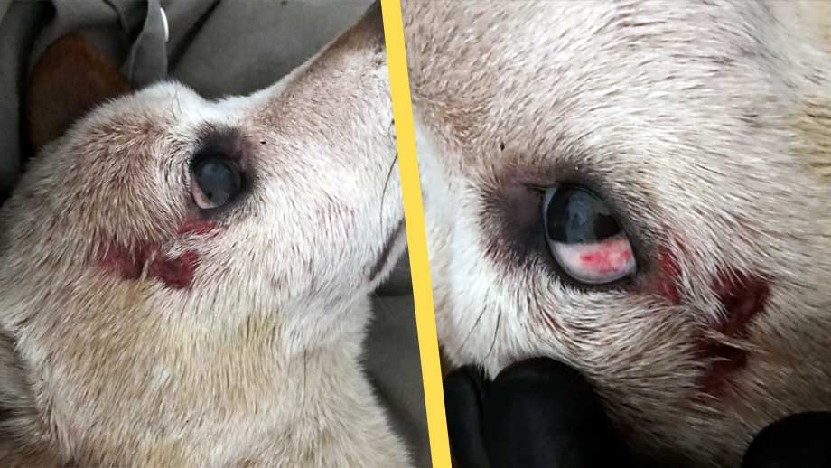 Knarkarpar misshandlade sin hund svårt – åtalas för djurplågeri