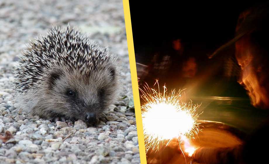 Igelkott sprängd till döds i Södertälje