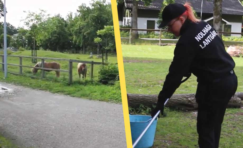 Ungdomsgäng trakasserar djur på lantgård