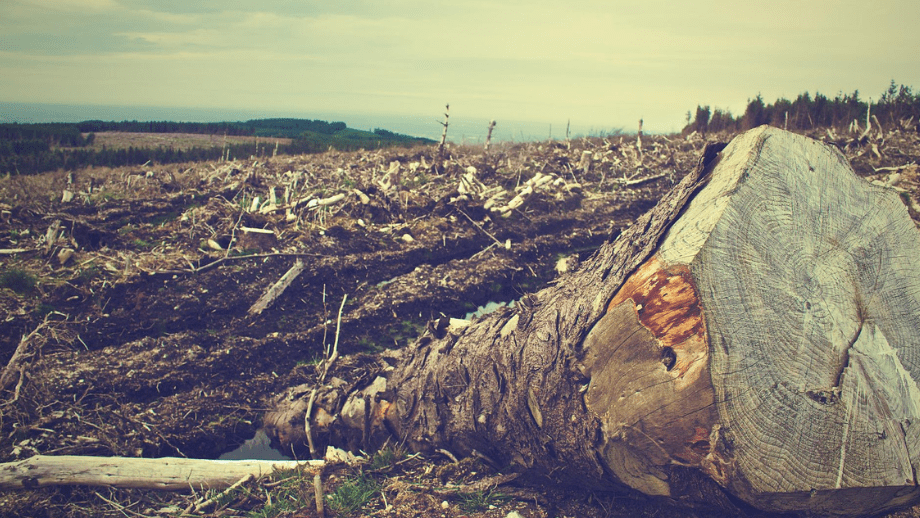 Skottland skövlade 14 miljoner träd – för att ge plats åt vindkraft