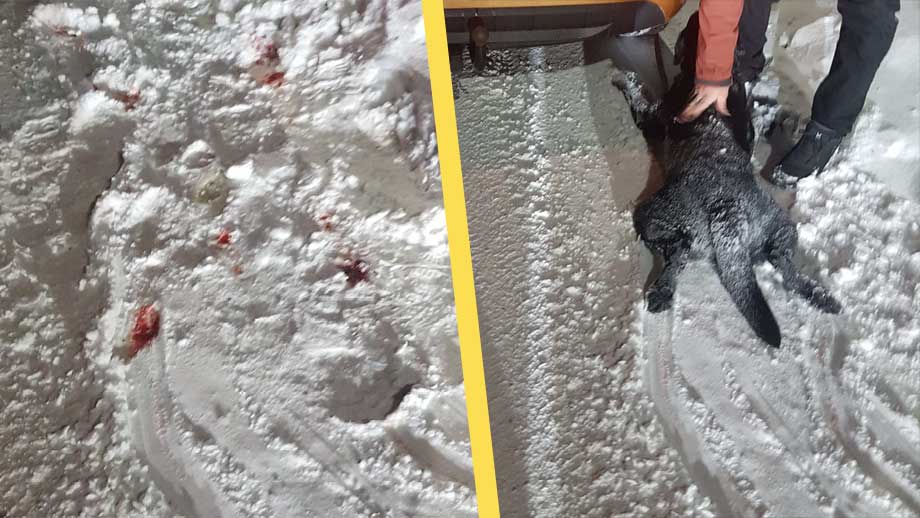 Släpade hund efter bilen – hovrätten mildrar påföljd till böter