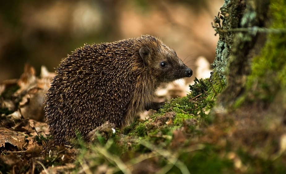 Igelkottar plågas i Karlskoga – kommunen startar informationskampanj