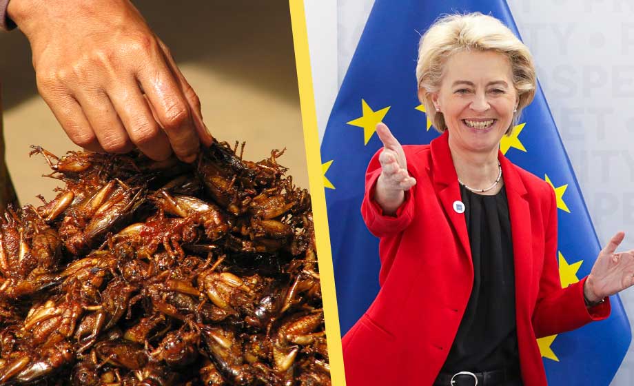 Ungern inför varningar på livsmedel med insekter