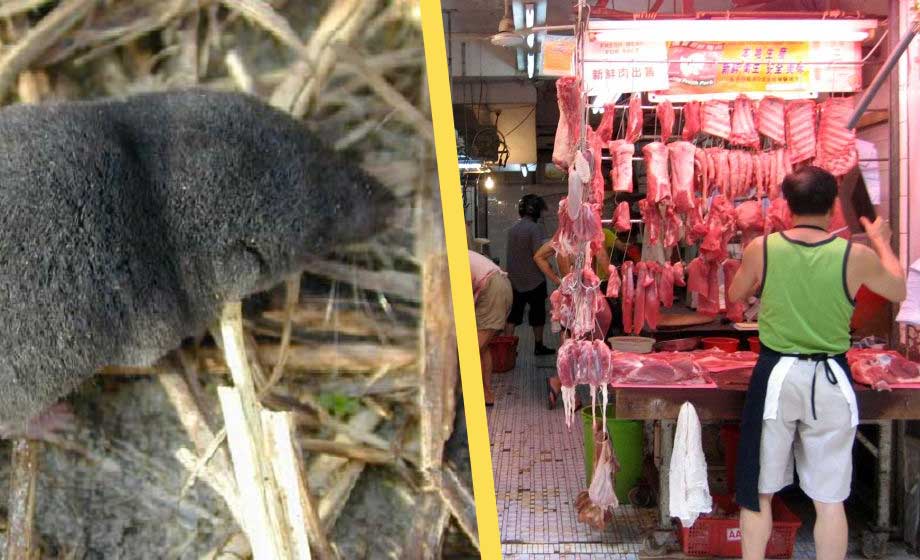 Nytt kinesiskt virus smittar från djur till människa