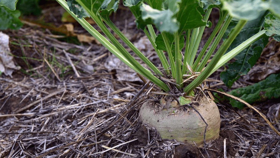 Svensk sockerproduktion flyttar till Danmark – på grund av elbrist