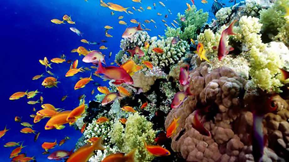Rekordtillväxt hos korallrev omkullkastar klimatalarmistisk domedagsprofetia