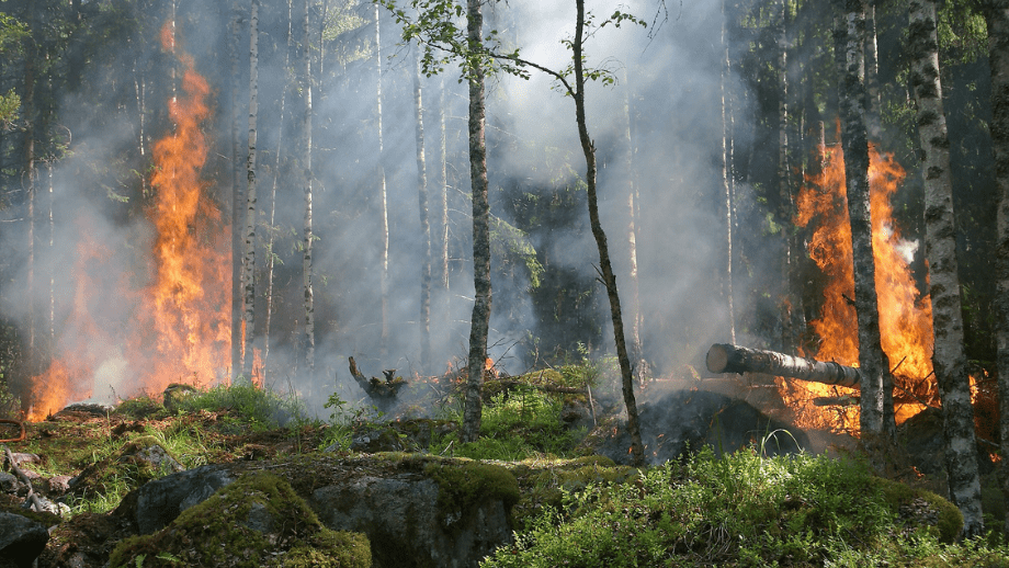 Skogsbränderna i Frankrike var anlagda – 48 pyromaner gripna