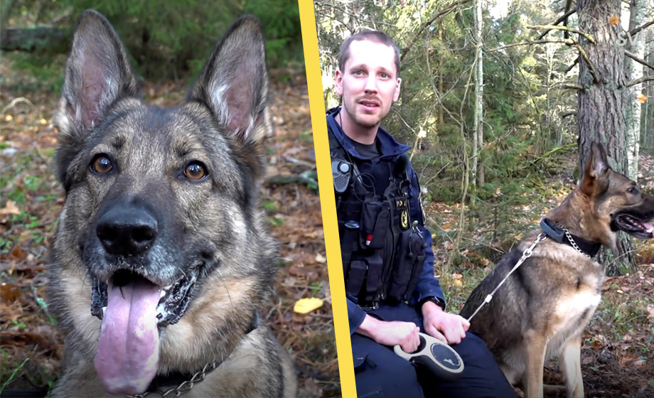Schäfern Lundy utsedd till årets polishund – hittade mordvapen